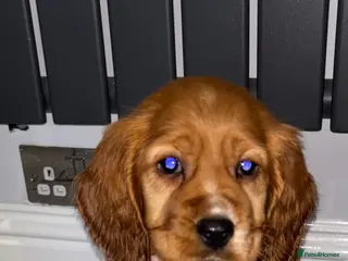 Cocker Spaniel dogs Lucy’s Amazing Puppy’s - Advert 5