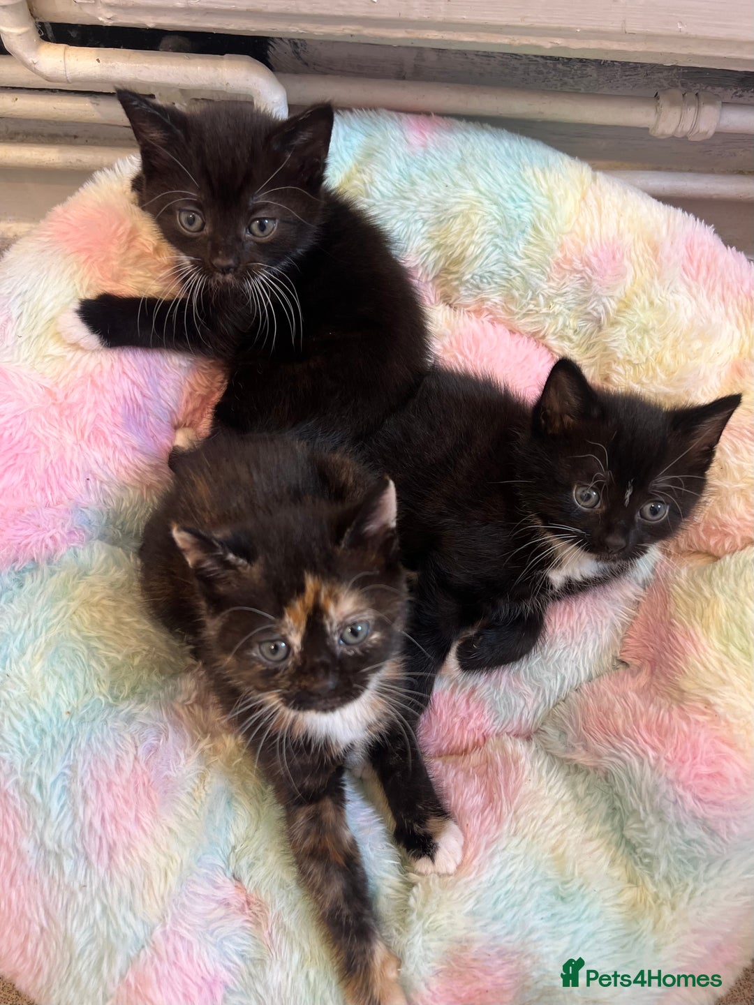Mixed Breed cats for sale: 🚨Gorgeous babies for sale🚨 - Image 2