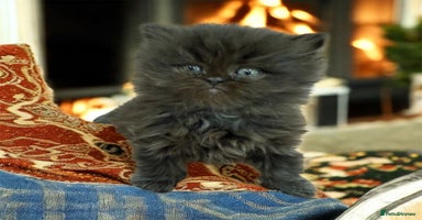 Persian cats - Advert 2