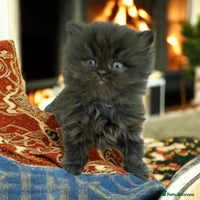 Persian cats - Advert 6