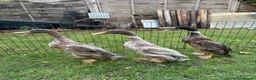 Ducks poultry for sale: Indian Runner Drakes  in Wallingford - Advert 3