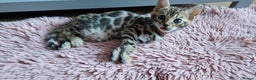 Bengal cats for sale: Beautiful kittens 🥰 - Advert 25