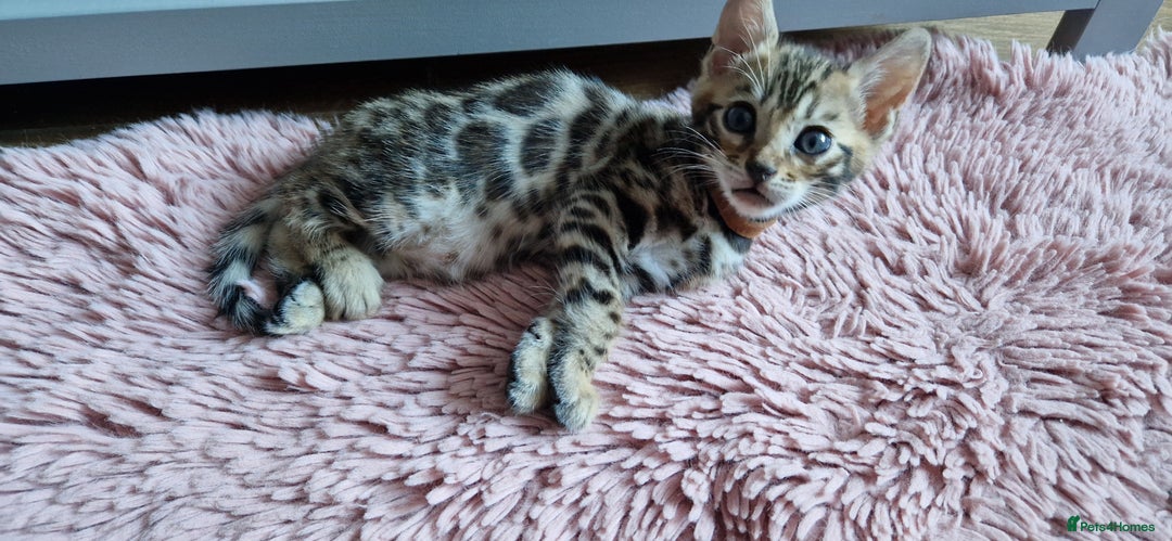 Bengal cats for sale: Beautiful kittens 🥰 - Advert 25