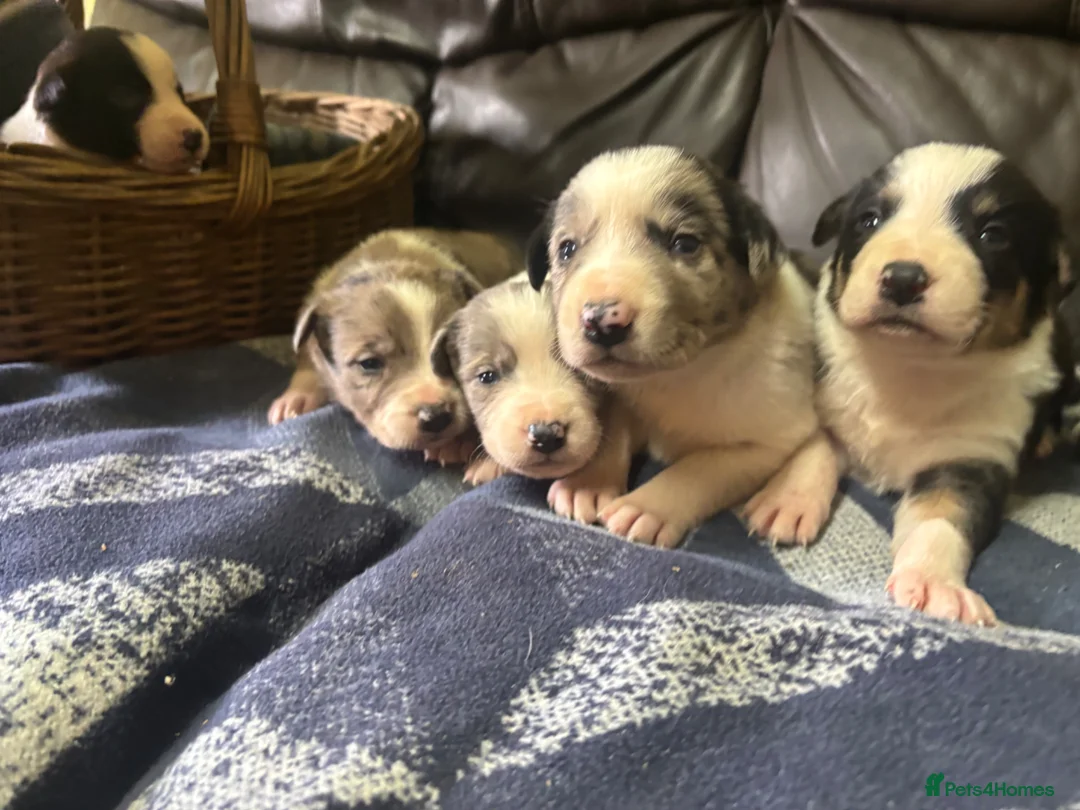 Border Collie dogs for sale: Working Collie Puppies  - Advert 2