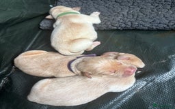 Mixed Breed dogs for sale: Mixed breed Labrador puppies  - Image 10