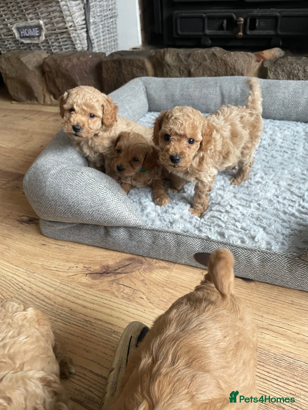 Cockapoo dogs for sale: F1B TOY COCKAPOO PUPPIES - Image 7