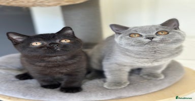 British Shorthair cats - Advert 2