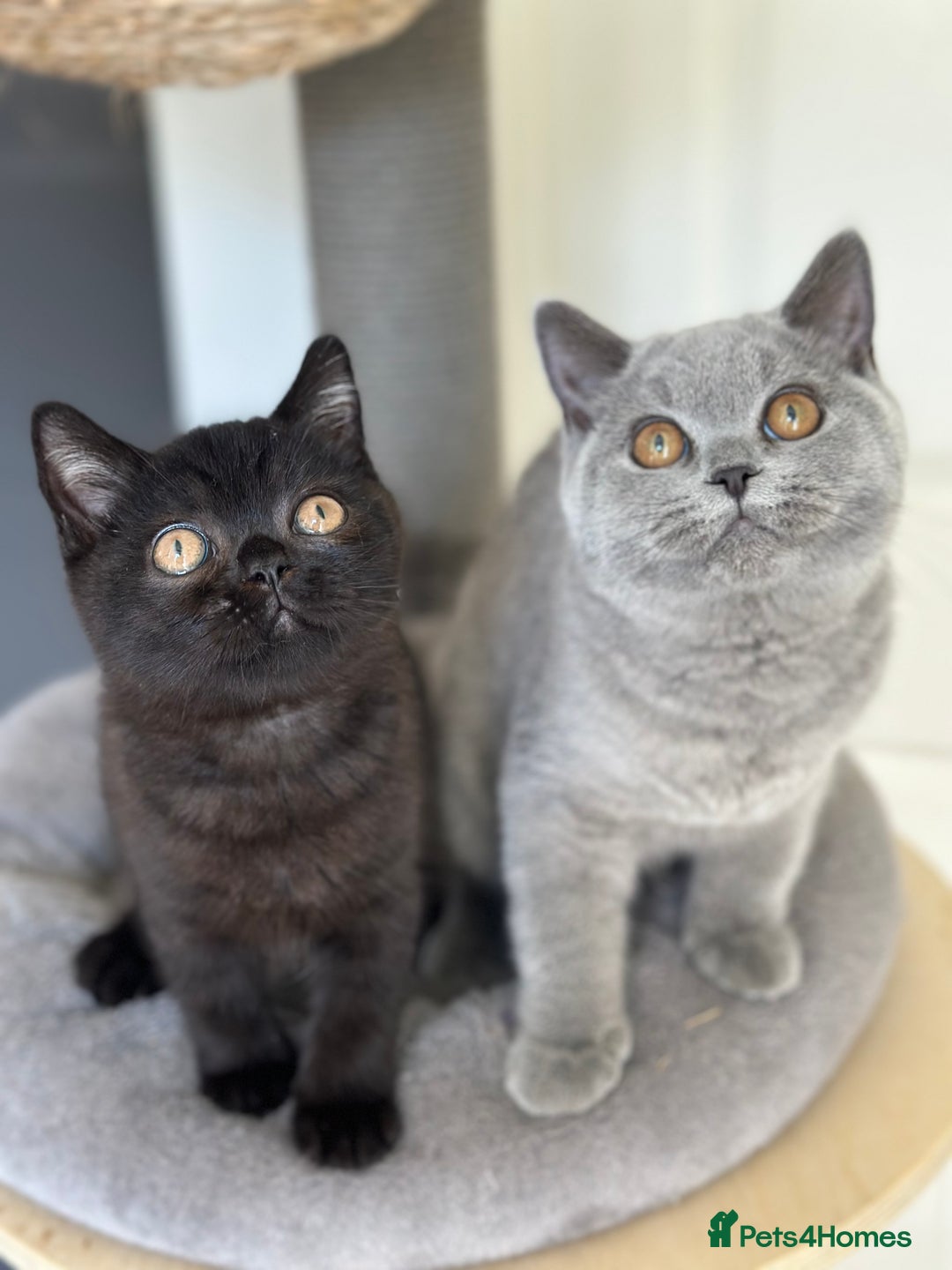 British Shorthair cats for sale: Gccf pedigree black little boy  - Image 6