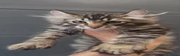 American Curl cats for sale: American curl kittens rare breed ready now - Advert 5