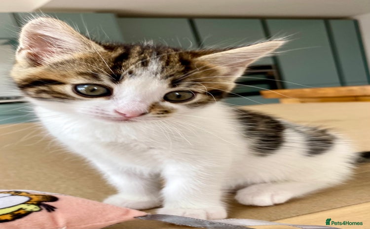Mixed Breed cats - Advert 16