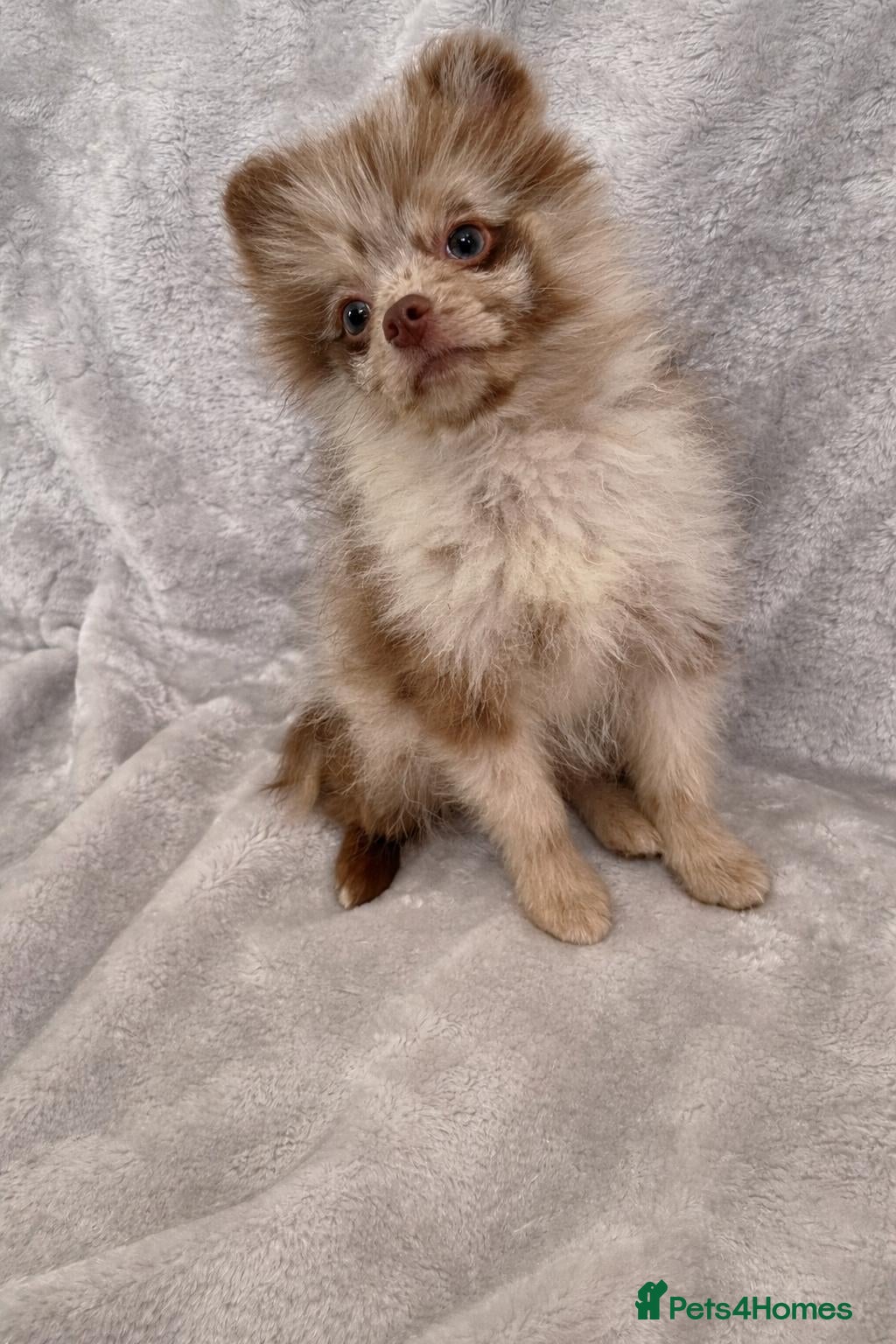 Pomchi dogs One boy left Beautiful pomeranian puppies  - Advert 3