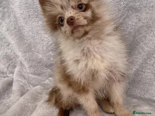 Pomchi dogs One boy left Beautiful pomeranian puppies - Advert 3
