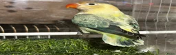 Lovebirds birds for sale: Adorable Lovebirds available in Birmingham - Advert 2