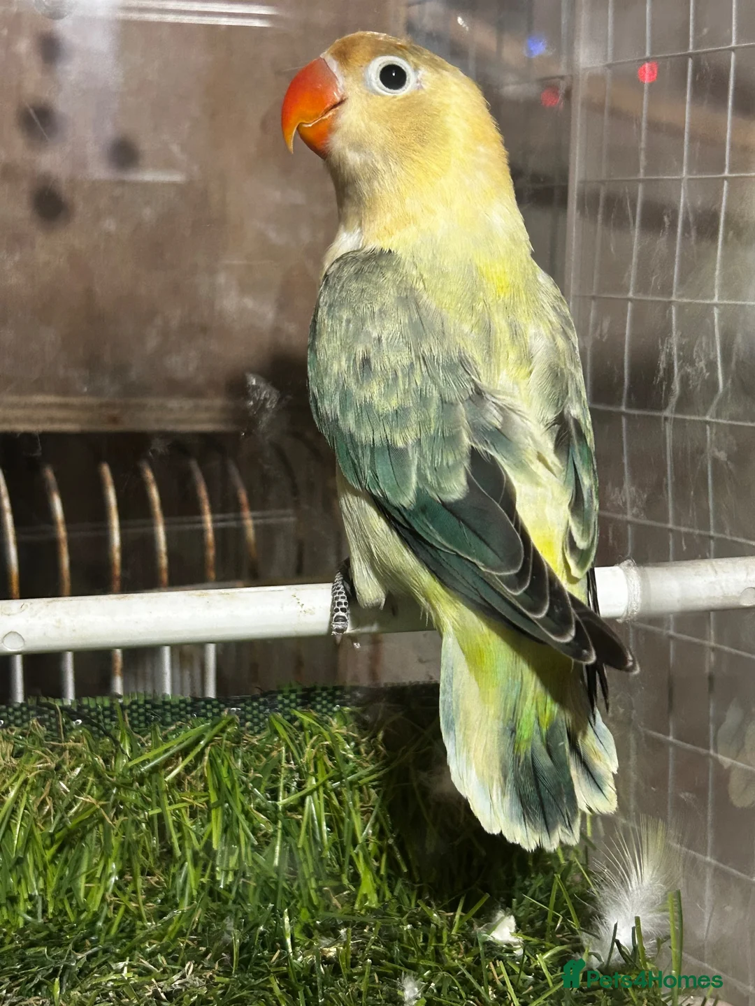 Lovebirds birds for sale: Adorable Lovebirds available in Birmingham - Advert 2