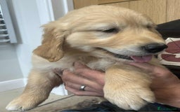 Golden Retriever dogs for sale: Beautiful Chunky KC Golden Retriever Puppies - Image 13