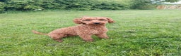Miniature Poodle dogs for stud: KC Red Miniature Poodle Stud in Baldock - Advert 6