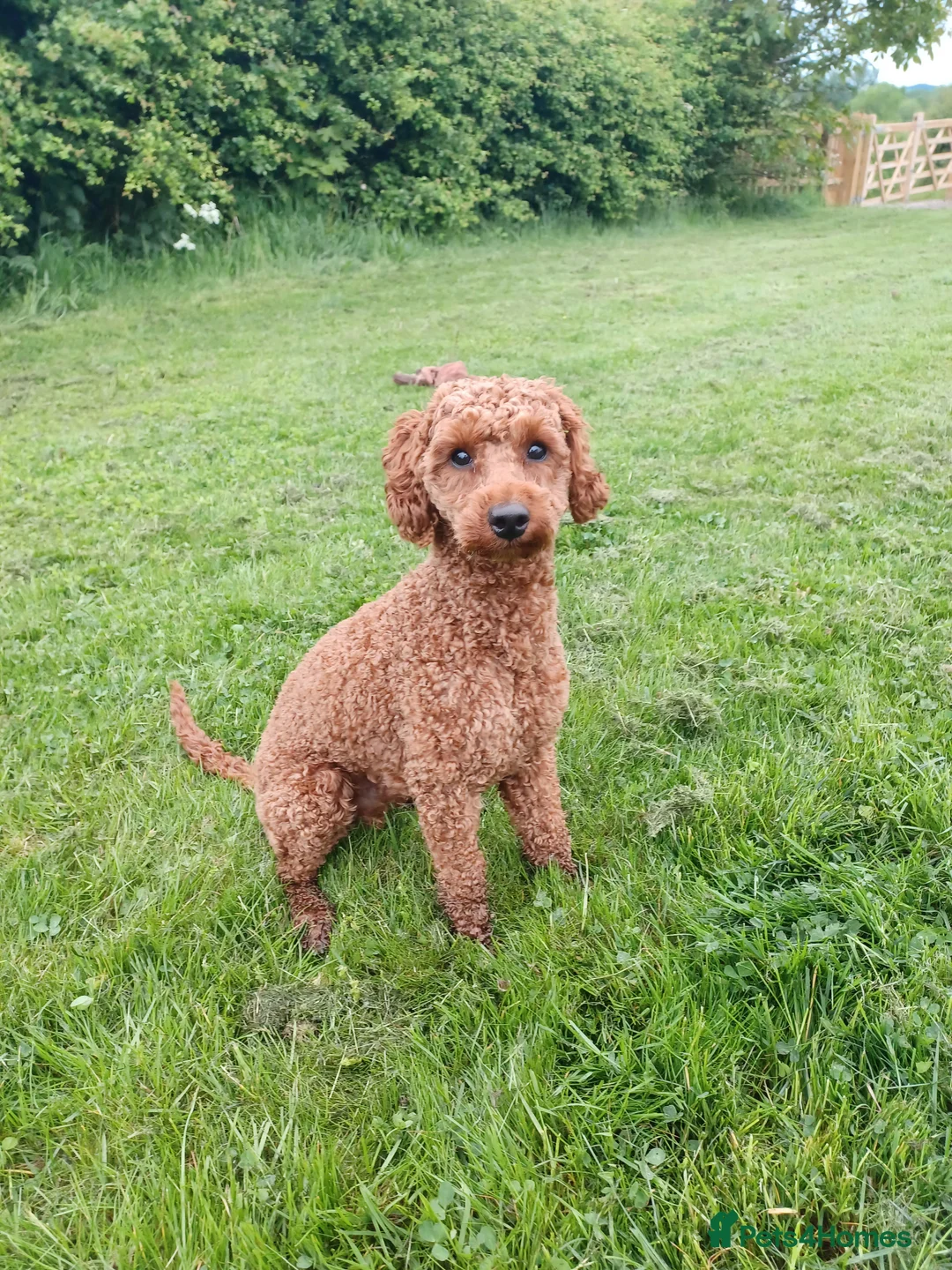 Miniature Poodle dogs for stud: KC Red Miniature Poodle Stud in Baldock - Advert 6