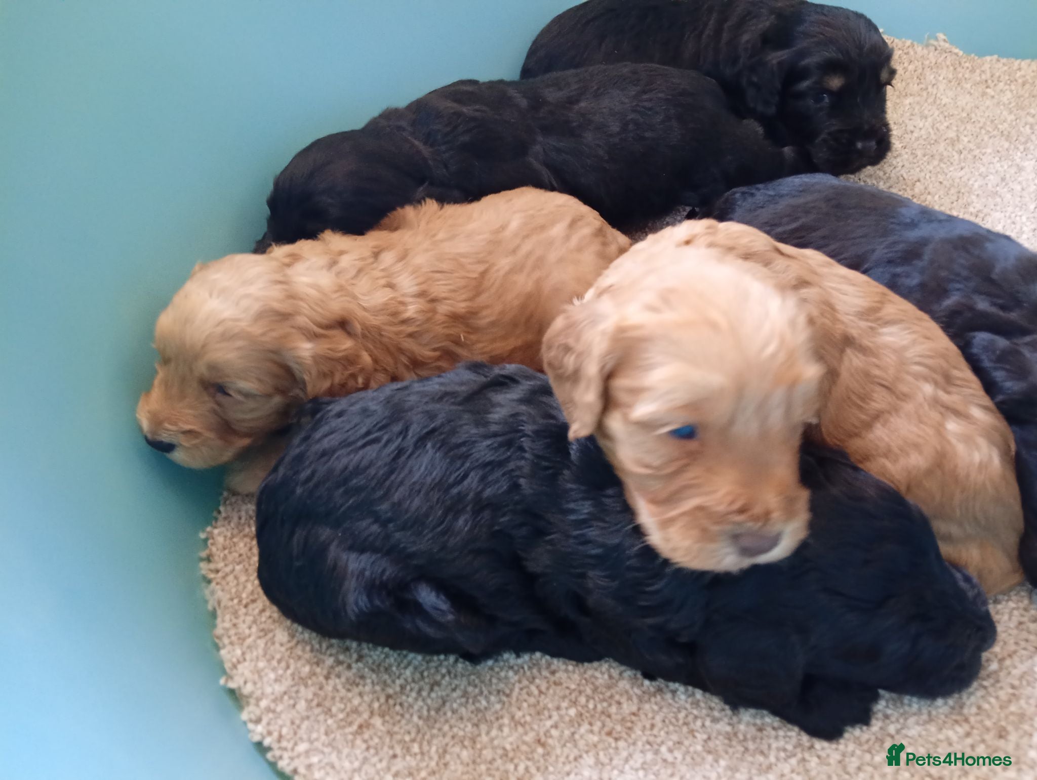 Cockapoo dogs P,r,a clear cockapoo f1 - Advert 3