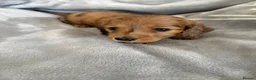 Miniature Dachshund dogs for sale: Long haired mini dapple dachshund pups - Advert 3