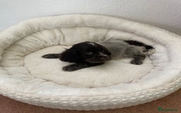 Cocker Spaniel dogs for sale: KC Show Chocolate Roan Boy! - ready 5th October!! - Image 28