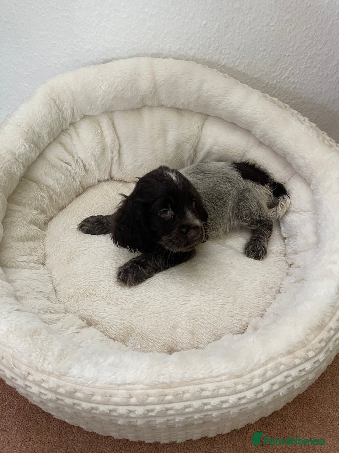 Cocker Spaniel dogs for sale: KC Show Chocolate Roan Boy! - ready 5th October!! - Image 28