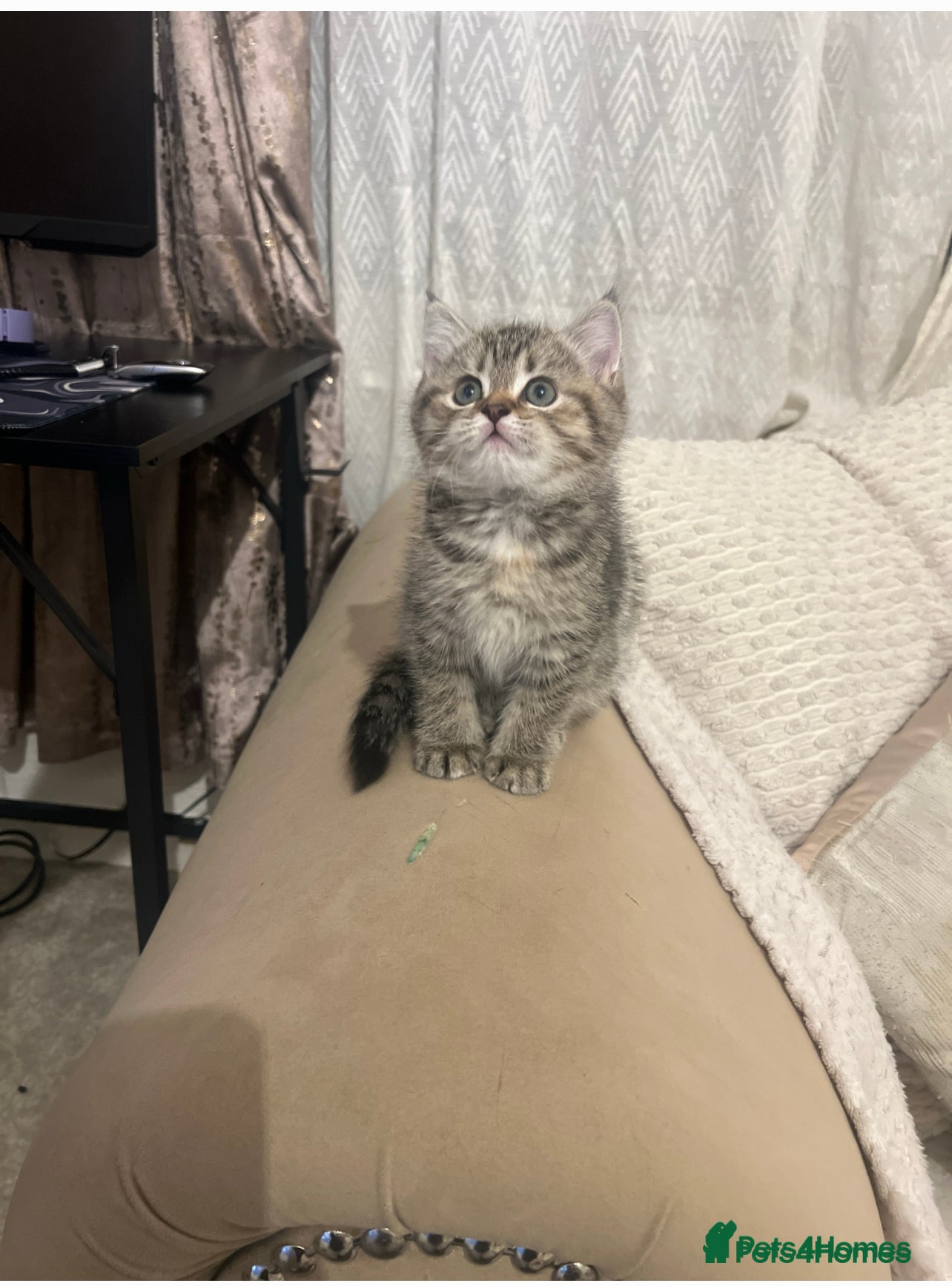 British Shorthair cats British short hair for sale kitten❤️ - Advert 4
