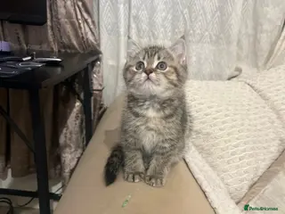British Shorthair cats British short hair for sale kitten❤️ - Advert 4