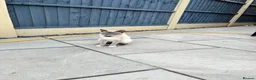 Snowshoe cats for sale: Snowshoe kitten  Looking for a Loving Home - Advert 4
