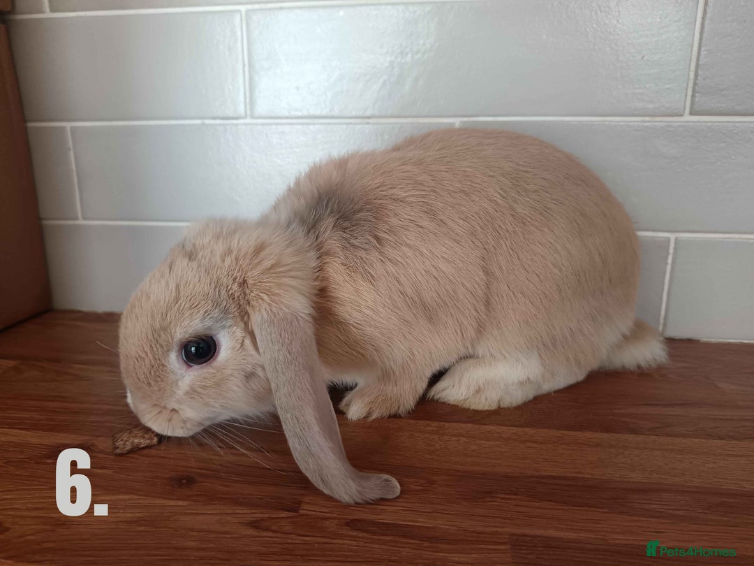 Mini Lop rabbits for sale: Mini Lop x French Lop Bunnies - Image 9