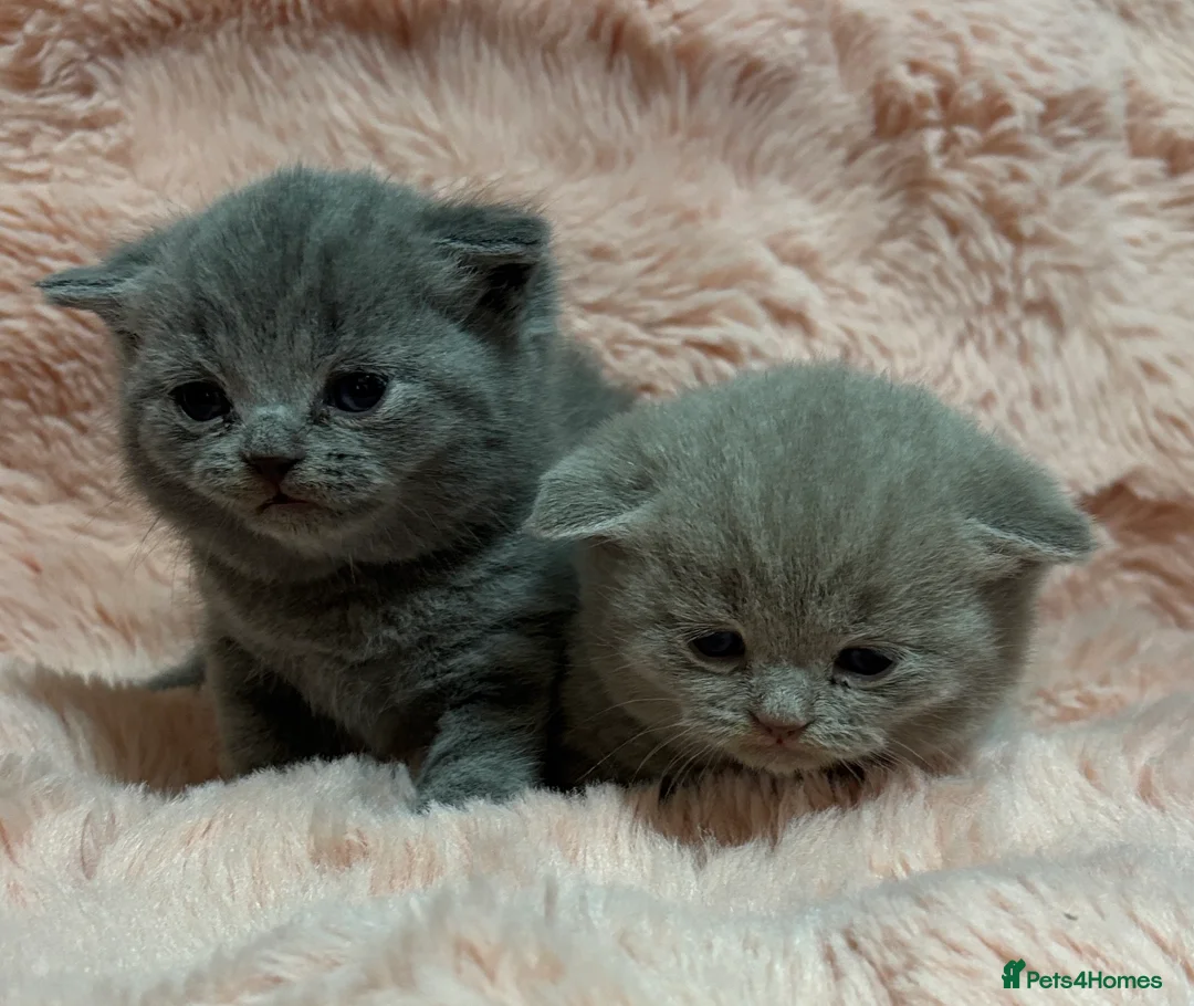 British Shorthair cats for sale: Beautiful British short hair kittens  - Advert 6