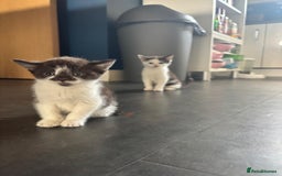 Devon Rex cats for sale: Kittens  - Image 9