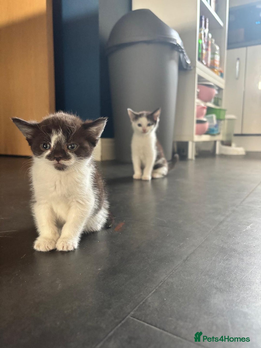 Devon Rex cats for sale: Kittens  - Image 9