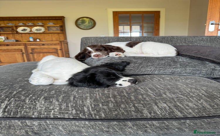 English Springer Spaniel dogs - Advert 11