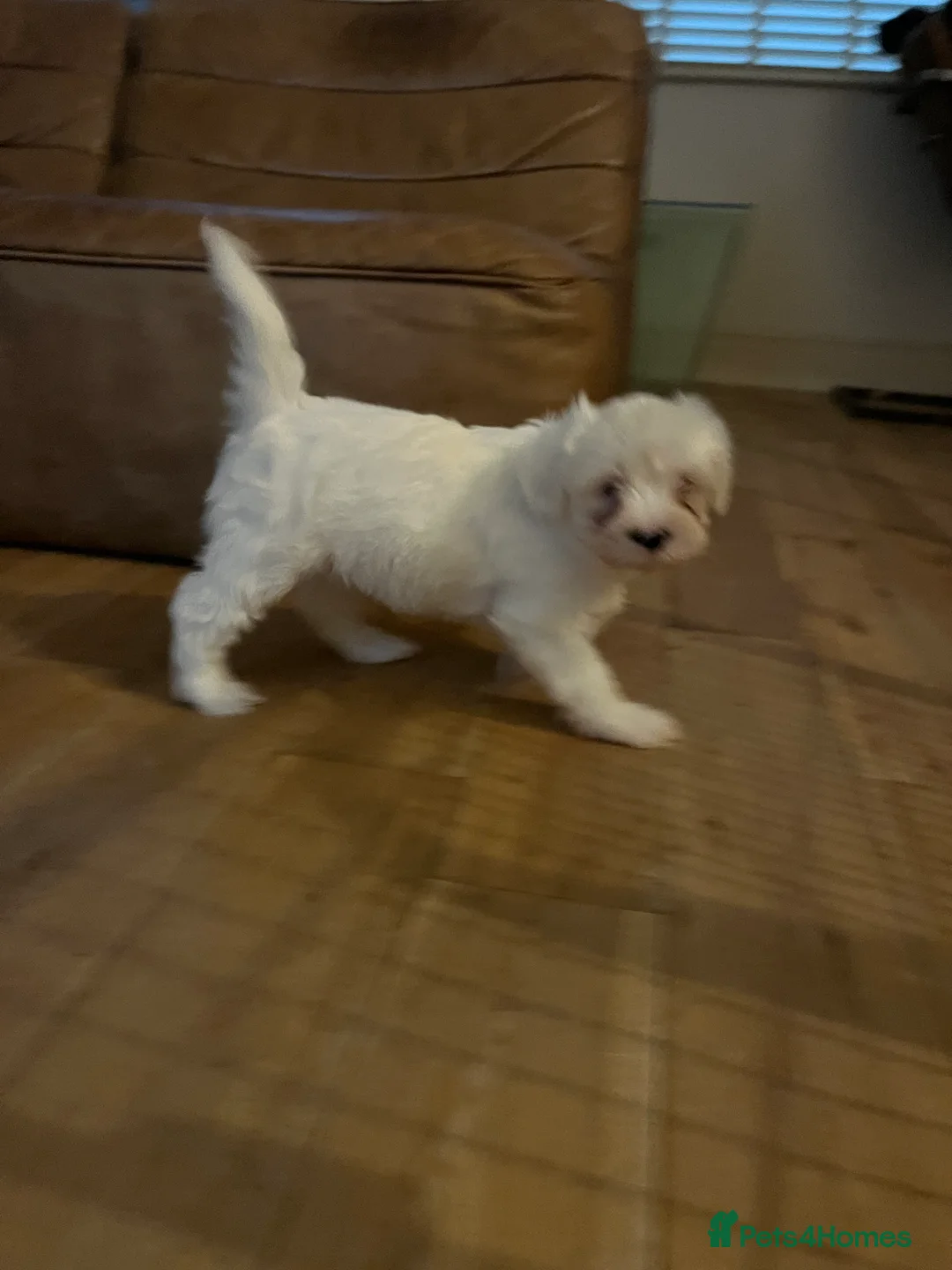 Tibetan Terrier dogs for sale: Tibetan terrier puppies for sale  - Advert 7