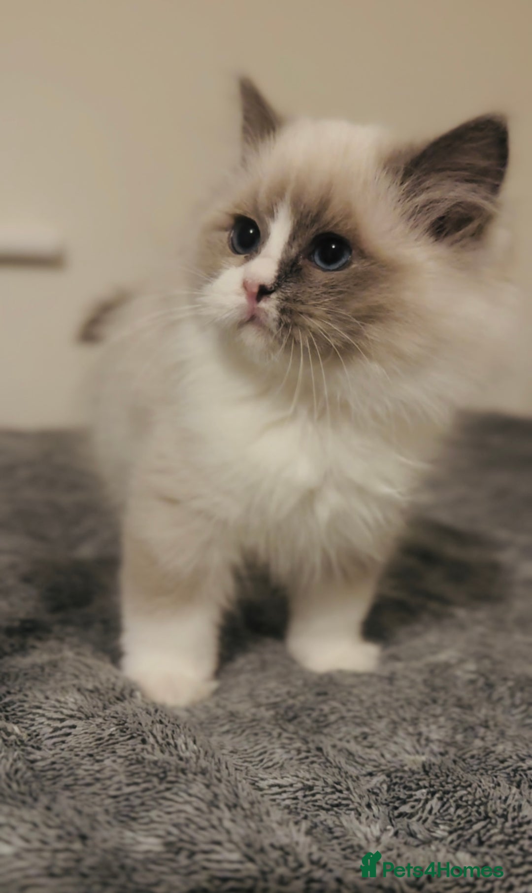 Ragdoll cats for sale: 💙🐾Tica full Pedigree🐾EU Ragdoll 🐱🐾DNA Clear - Image 37