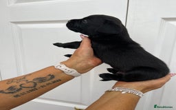 Mixed Breed dogs for sale: 4 week old puppies - Image 13