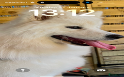 Samoyed dogs for sale: Looking for a Loving New Home for Our Two Samoyeds - Image 2