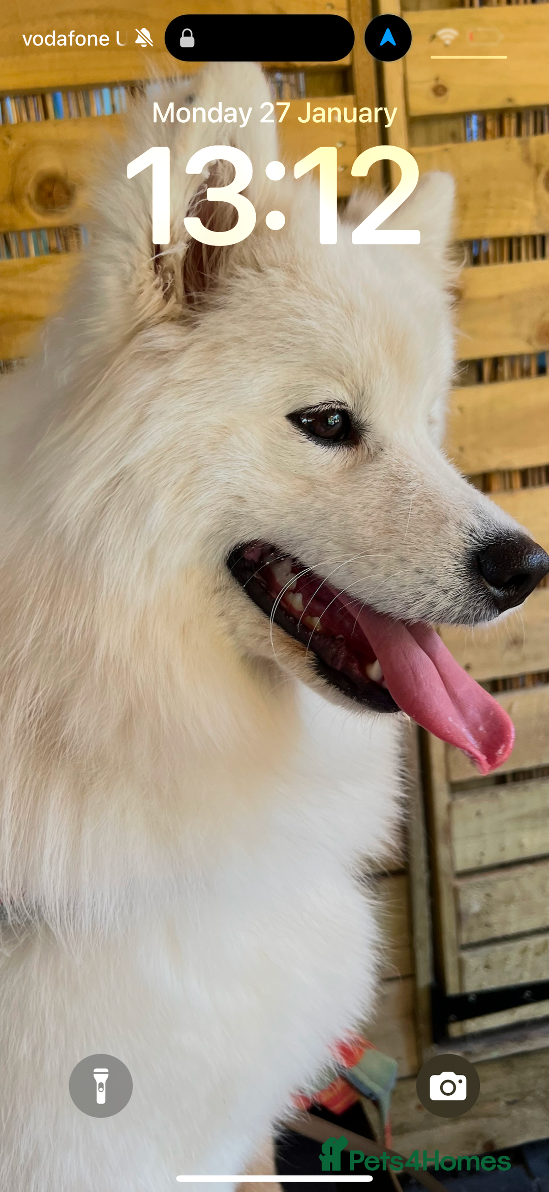 Samoyed dogs for sale: Looking for a Loving New Home for Our Two Samoyeds - Image 2