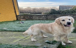 Golden Retriever dogs for sale: Extensively Health tested parents.Snowwhite Chunks - Image 13