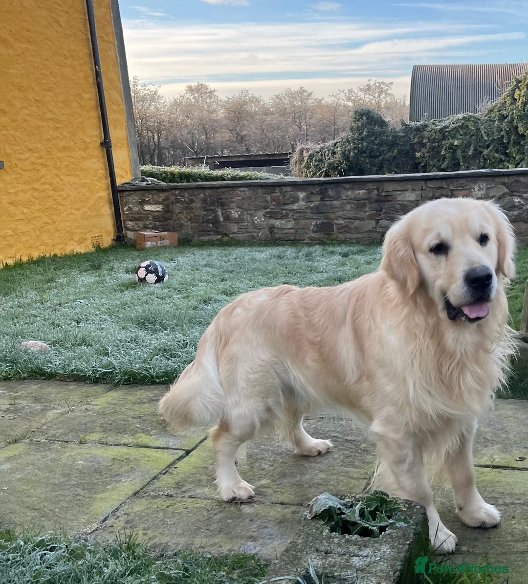Golden Retriever dogs for sale: Extensively Health tested parents.Snowwhite Chunks - Image 13