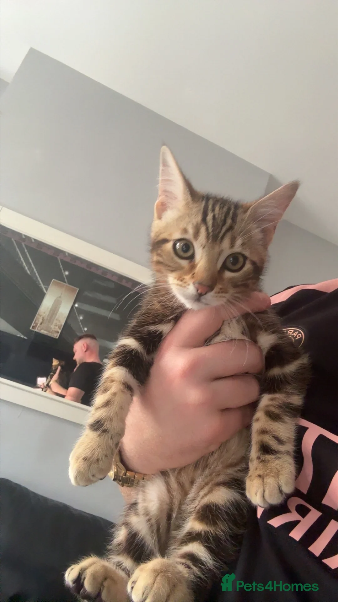 Mixed Breed cats for sale: Half bengal kittens  - Advert 15