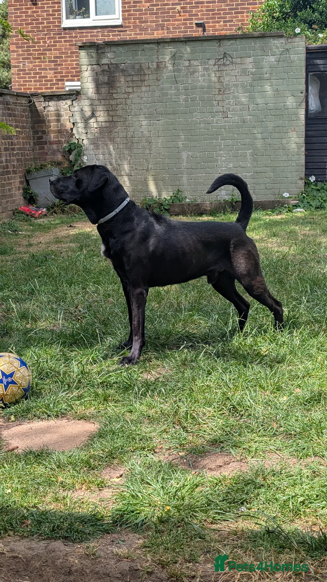 Mixed Breed dogs for sale: For rehoming  - Advert 4