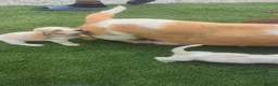 Basset Hound dogs for sale: Quality kc basset hound puppies  in Saint Austell - Advert 7