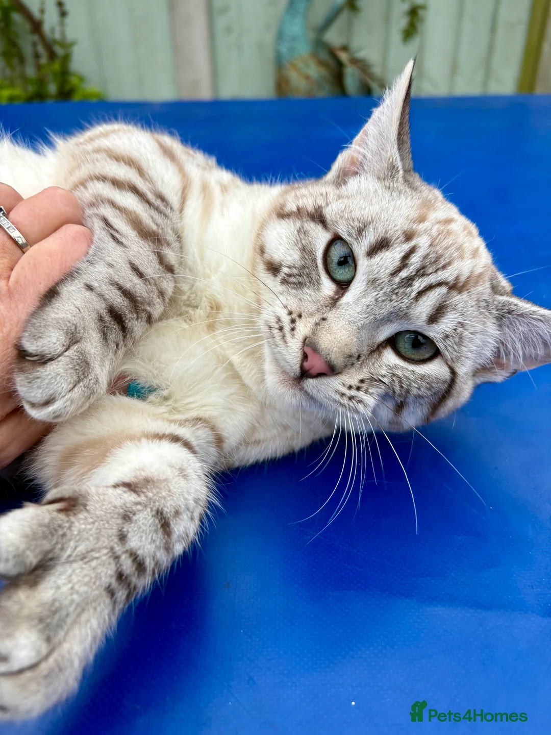 Savannah cats for sale: Breath taking wild looking girl  - Advert 5