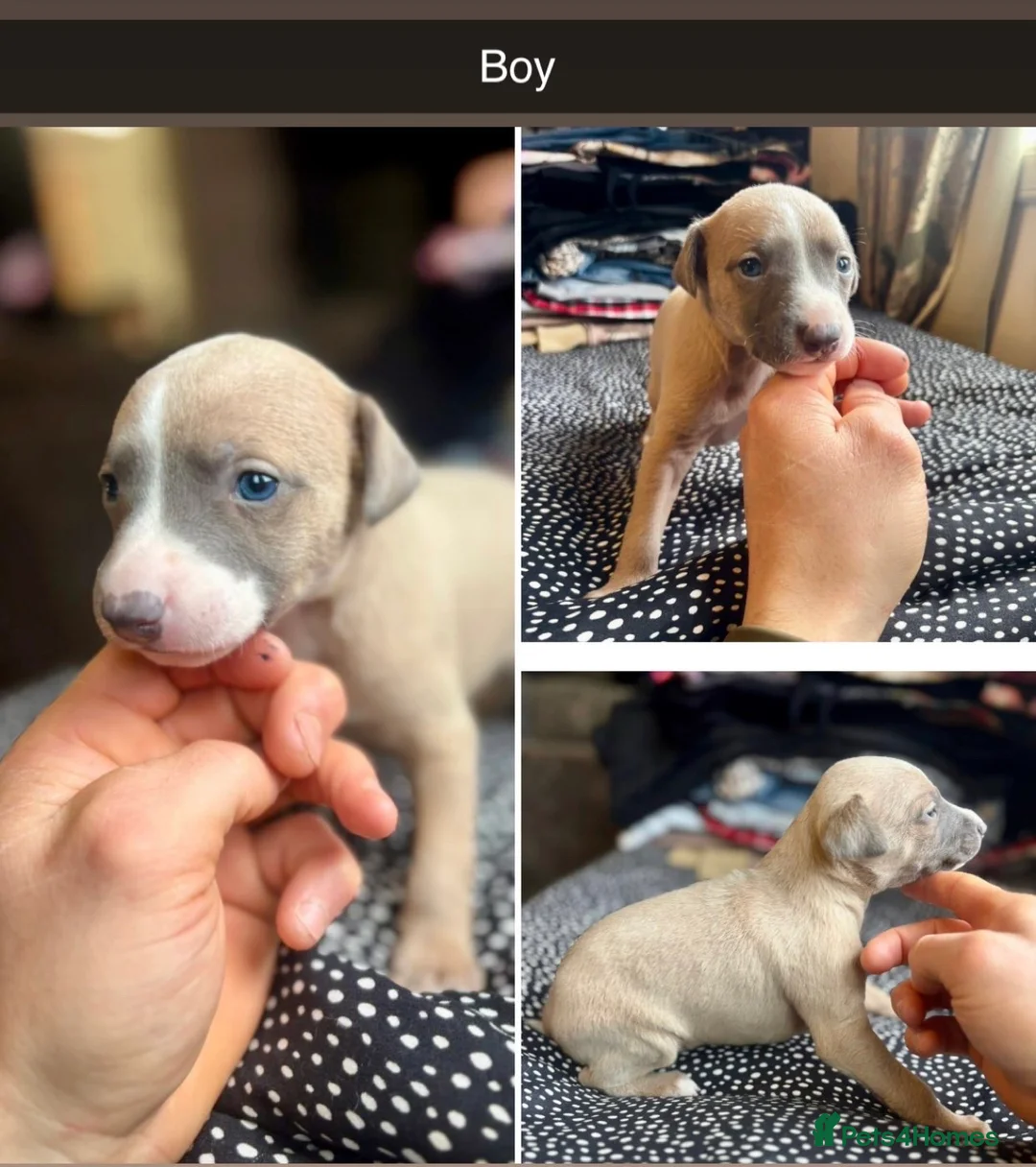 Whippet dogs for sale: Whippet pups  - Advert 1