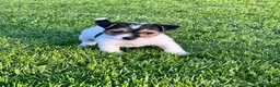 Jack Russell dogs for sale: Jack Russell puppies  - Advert 9