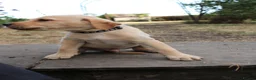 Labrador Retriever dogs for sale: Fox Red KC Labrador Puppies - Advert 16