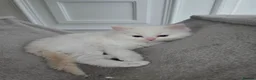 Ragdoll cats for sale: Stunning European bloodline kittens - Advert 12