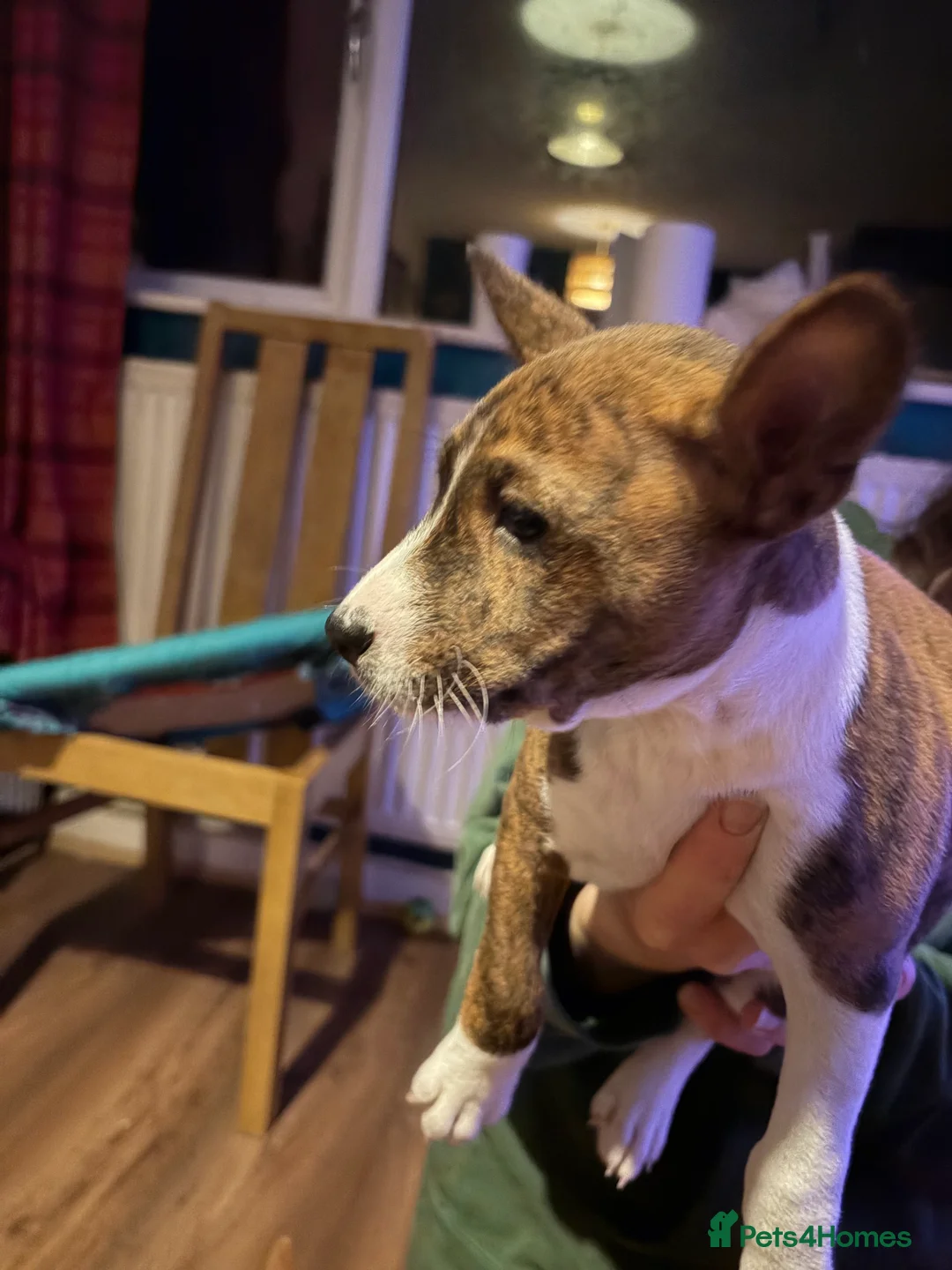 Basenji dogs for sale: 4 remaining basenji puppies left pure basenji  - Advert 11