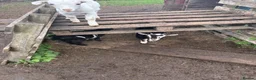Goats livestock for sale: Pygmy goat in Crawley - Advert 4